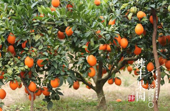 贛南臍橙 從初級農產品到“任性霸屏”的華麗轉身